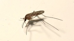 Culiseta inornata
