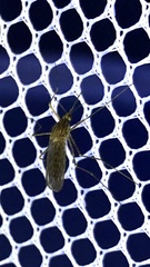Culiseta inornata