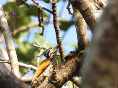 Chrysocolaptes guttacristatus