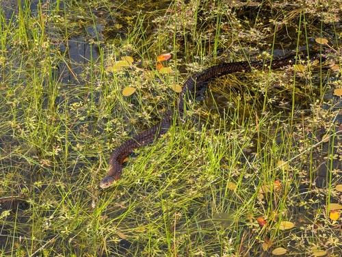 Lowlands Copperhead sighting