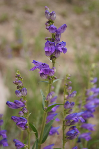 Rocky Mountain Penstemon (Penstemon strictus)
