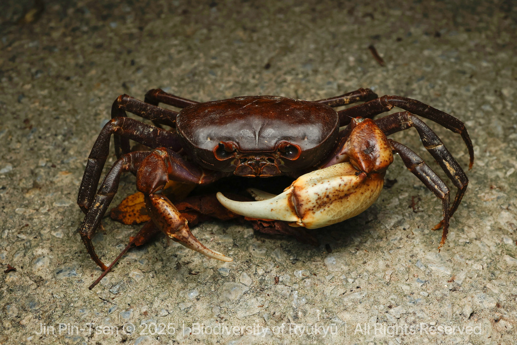 Geothelphusa grandiovata