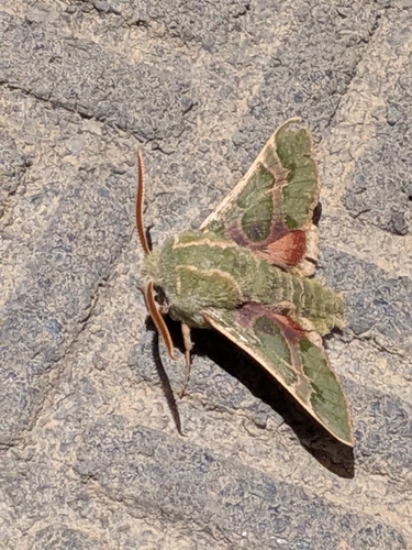 iNaturalist observation photo of Pacific Green Sphinx
