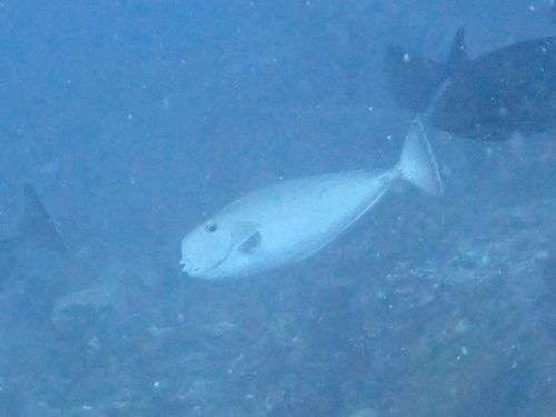 Squarenose unicornfish (Naso mcdadei) — Acanthuridae — 5