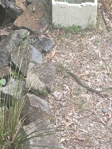 Common Tree Snake sighting