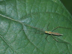 Mecistoscelis scirtetoides