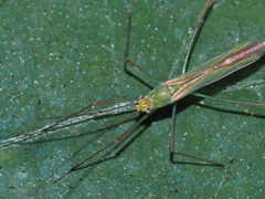 Mecistoscelis scirtetoides