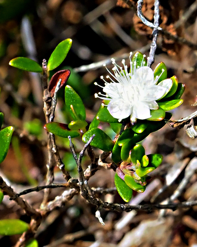 Myrtastrum rufopunctatum observed 2025-12-10