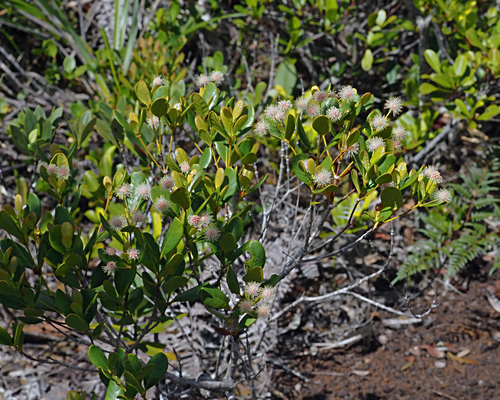 Codia nitida observed 2025-12-10