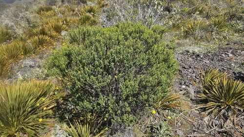 Veronica brachysiphon (Veronica brachysiphon)