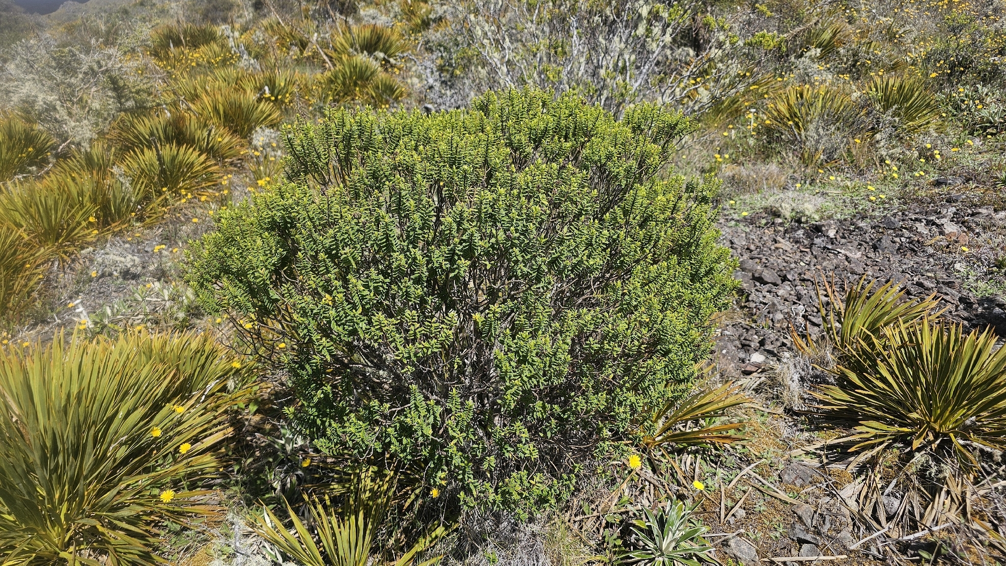 Veronica Brachysiphon (Veronica brachysiphon)