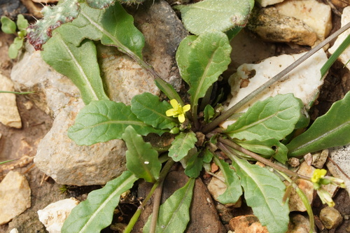Diplotaxis viminea, 2025-12-12