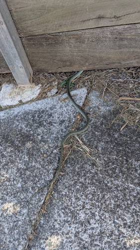 Common Tree Snake sighting