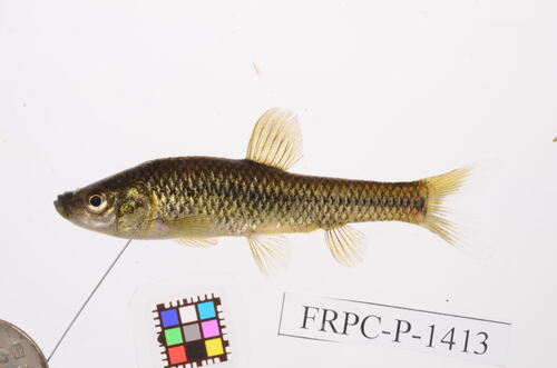 Moroco (Pseudorasbora pumila) — Cyprinidae — 3
