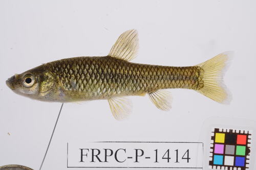Moroco (Pseudorasbora pumila) — Cyprinidae — 2