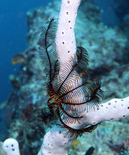 Feather Star