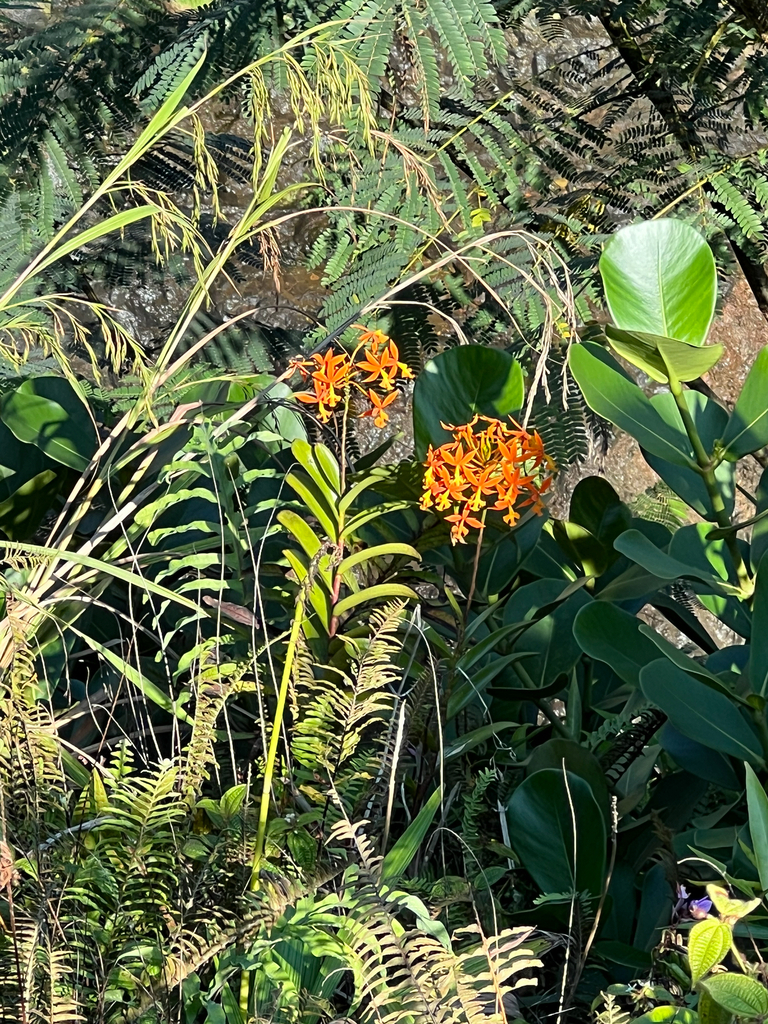 Epidendrum macrocarpum Rich. 3