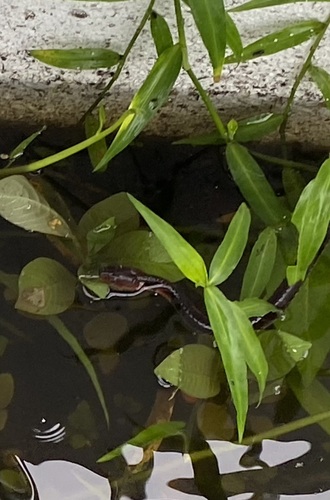 Rhabdophis flaviceps observed 2025-12-13