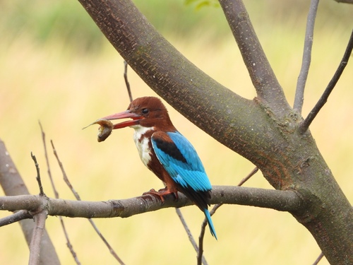 White-throated Kingfisher
