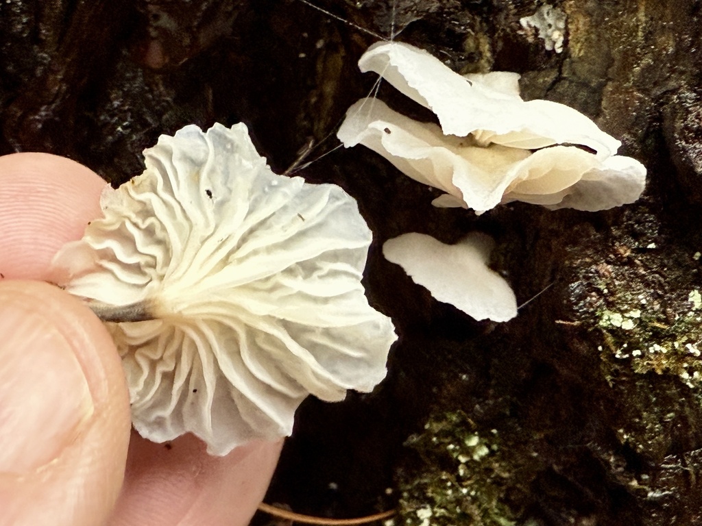 Marasmiellus candidus · December 2025 · photo: © hillcraddock (iNaturalist, cc-by)