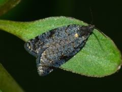 Tortrix molybditis