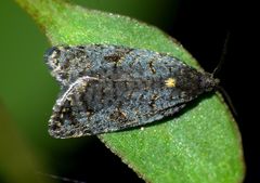 Tortrix molybditis