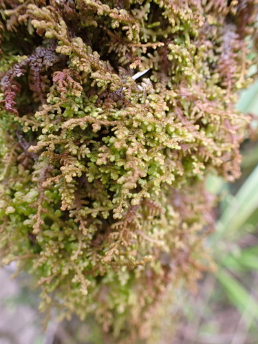 Lepidolaena taylorii