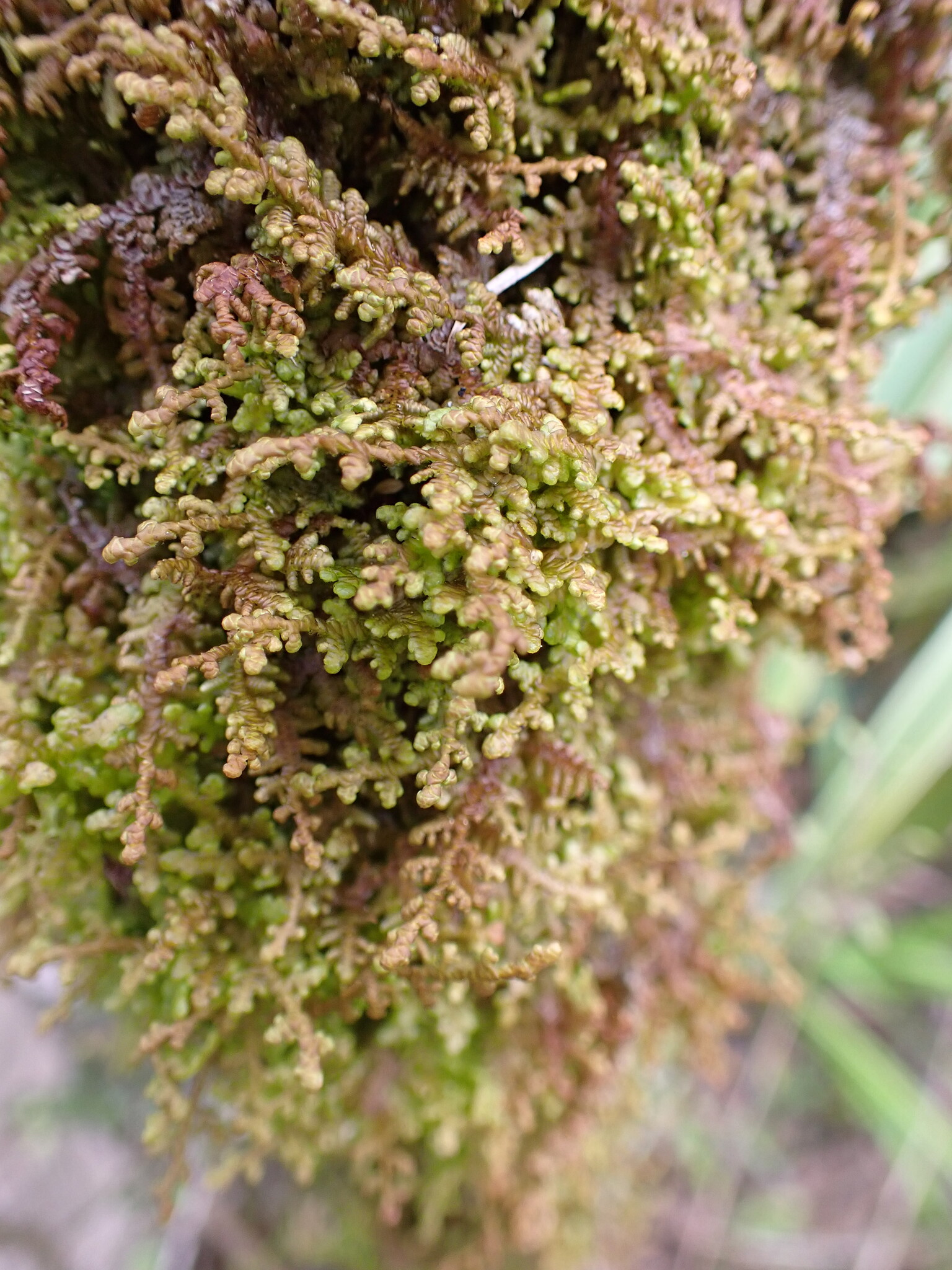 Lepidolaena taylorii