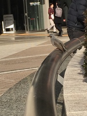 Hypsipetes amaurotis