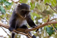 Cercopithecus mitis stuhlmanni