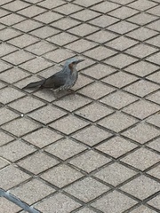 Hypsipetes amaurotis