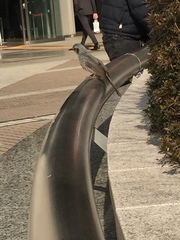 Hypsipetes amaurotis