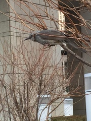 Hypsipetes amaurotis