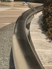 Hypsipetes amaurotis