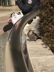 Hypsipetes amaurotis