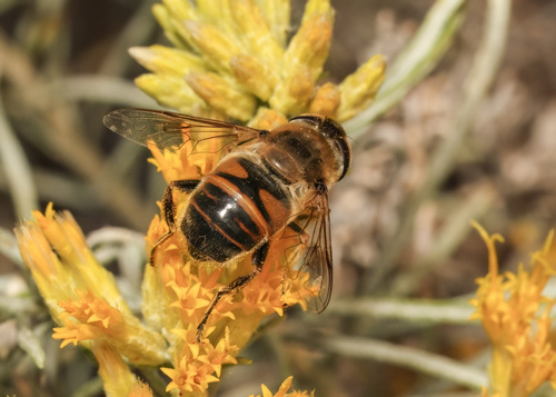 Unknown species found near Manastash Ridge Vista Point westbound, Kittitas County, WA, USA