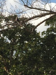 Hypsipetes amaurotis