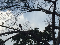 Hypsipetes amaurotis