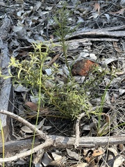 Black Wattle (Acacia barbinervis)