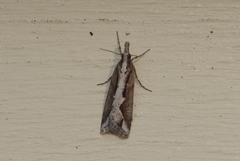 Eudonia steropaea