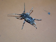 Aegomorphus circumflexus