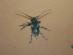 Aegomorphus circumflexus
