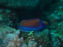 Cirrhilabrus solorensis