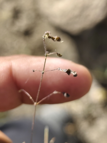 Western Trailing Ticktrefoil (Desmodium procumbens)