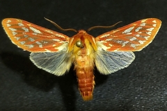 Lophocampa roseata