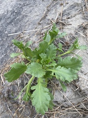 Cakile edentula harperi