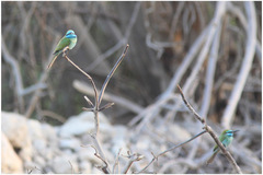 Merops cyanophrys cyanophrys