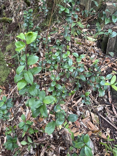 Myrsine stolonifera iNat (2)