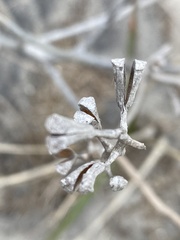 Cakile edentula harperi