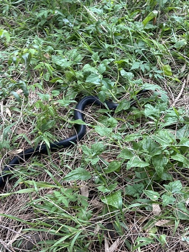 Red-bellied Black Snake sighting